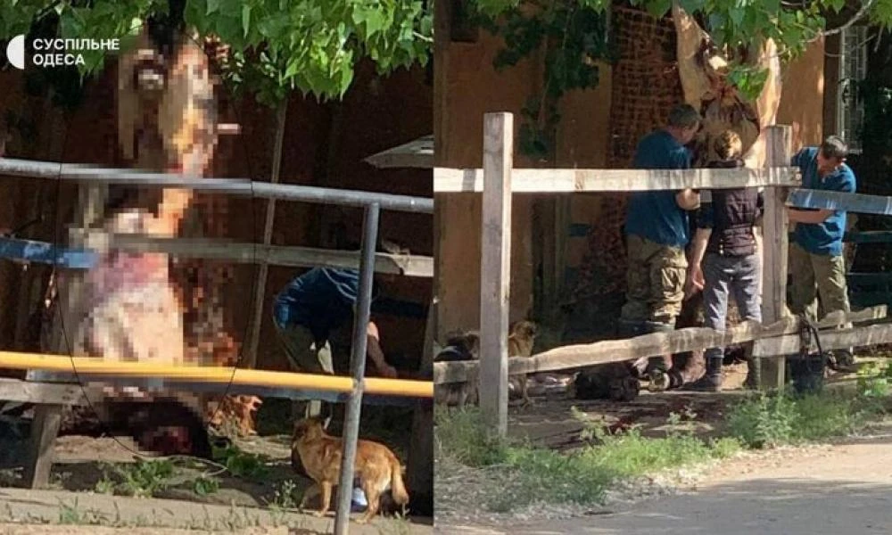 Ουκρανία: Έκοψαν το λαιμό σε άλογο που είχε σπάσει το πόδι του στην Οδησσό